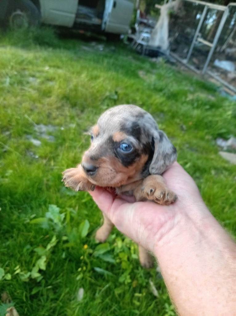 Miniature Dachshund 