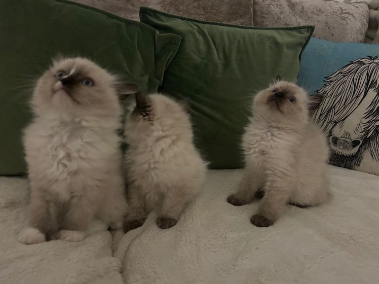 Ragdoll kittens 