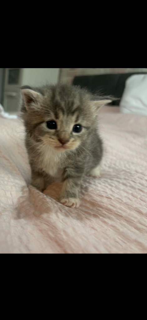 Gorgeous Maine coon x kittens 