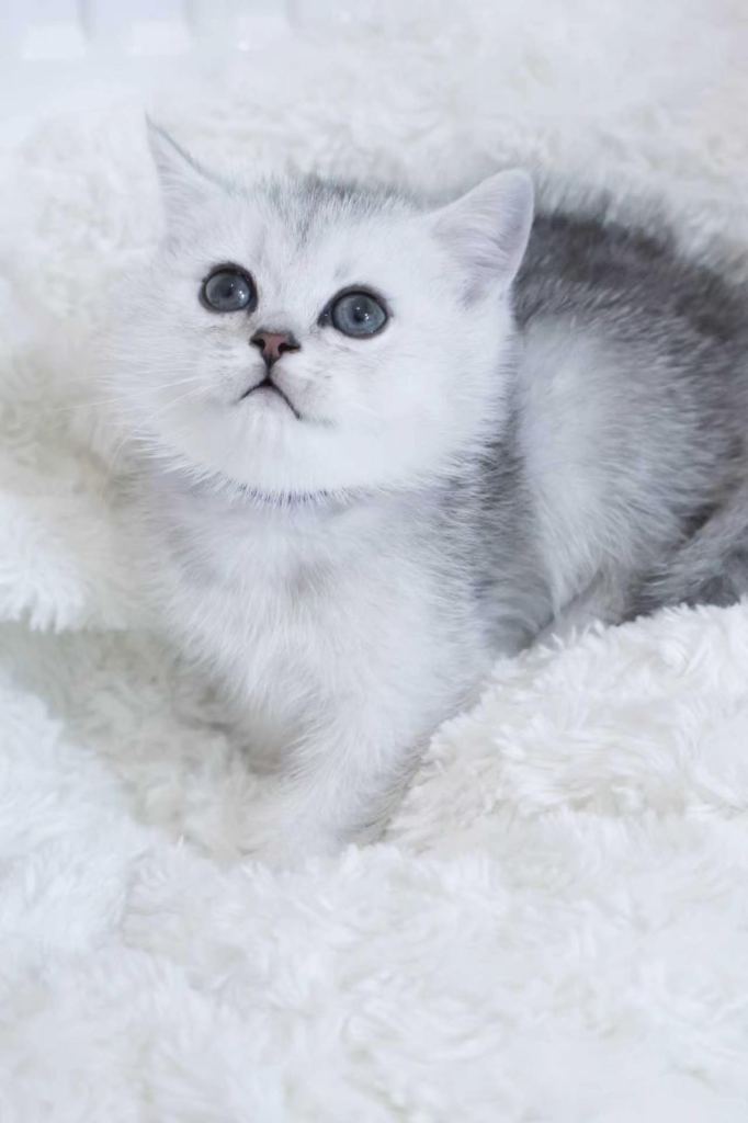 Pedigree British short hair with tica registered 
