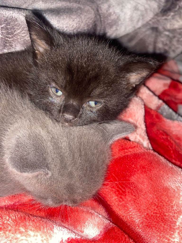 Beautiful kittens for sale