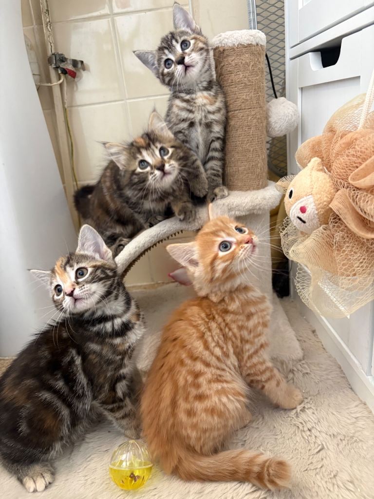 Beautiful kittens ready for their forever homes.