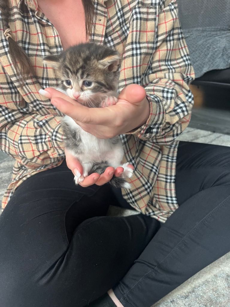 4 kittens for sale 