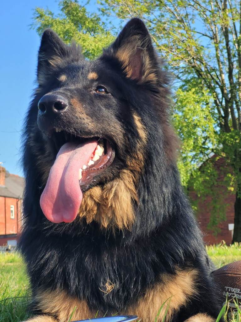 4-Year-Old Male German Shepherd – Active, Playful, Outdoor Companion