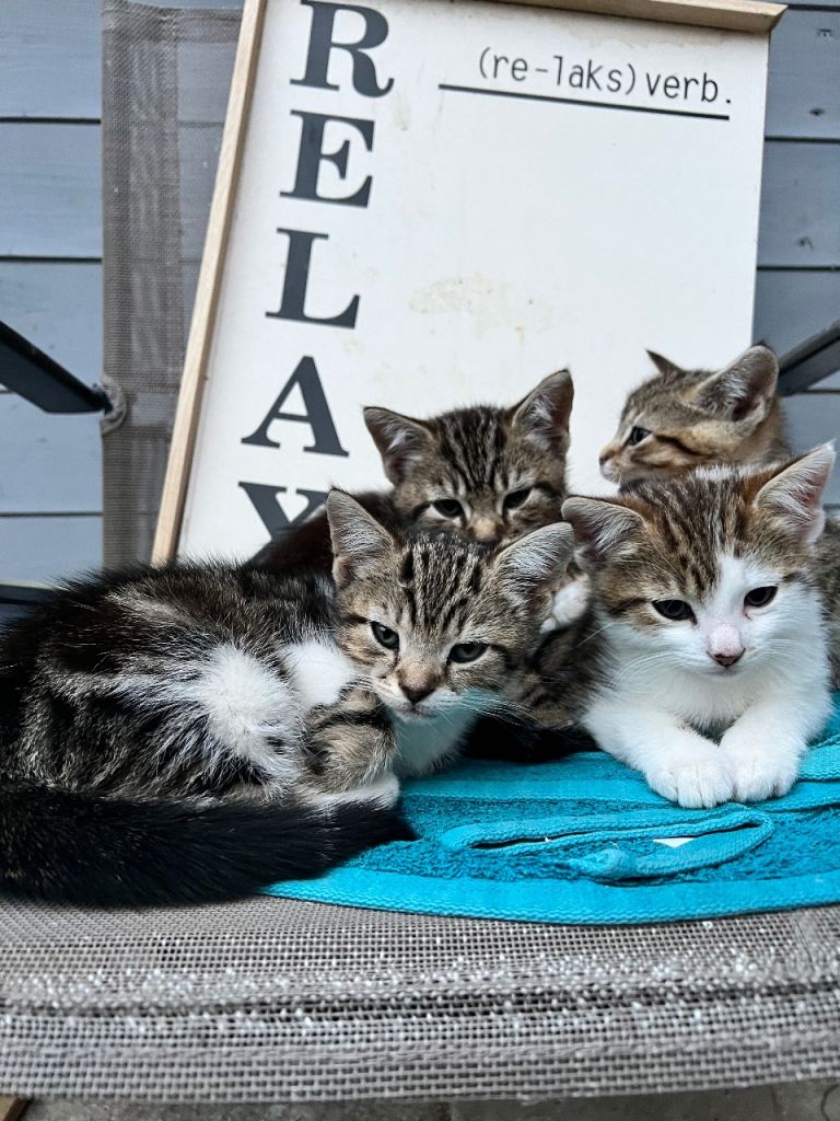 Kittens 