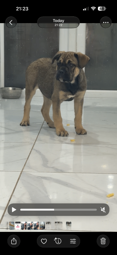 Female Cain corso puppies 