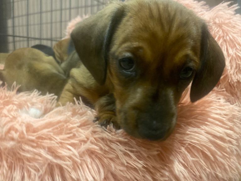 Miniature dachshund puppy’s 