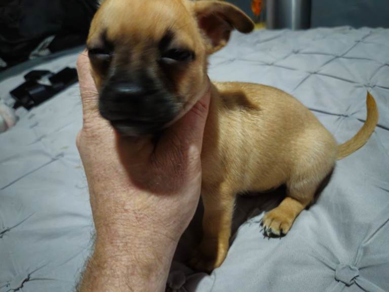 1 male chug puppy looking for forever home