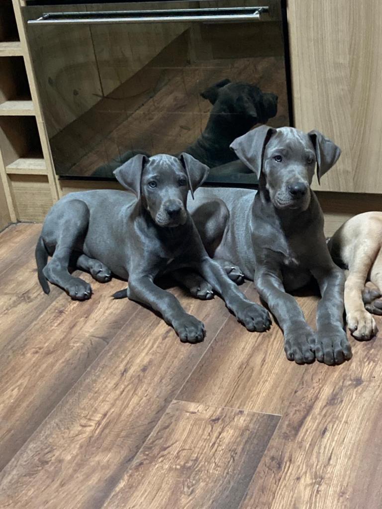 Blue Great Danes
