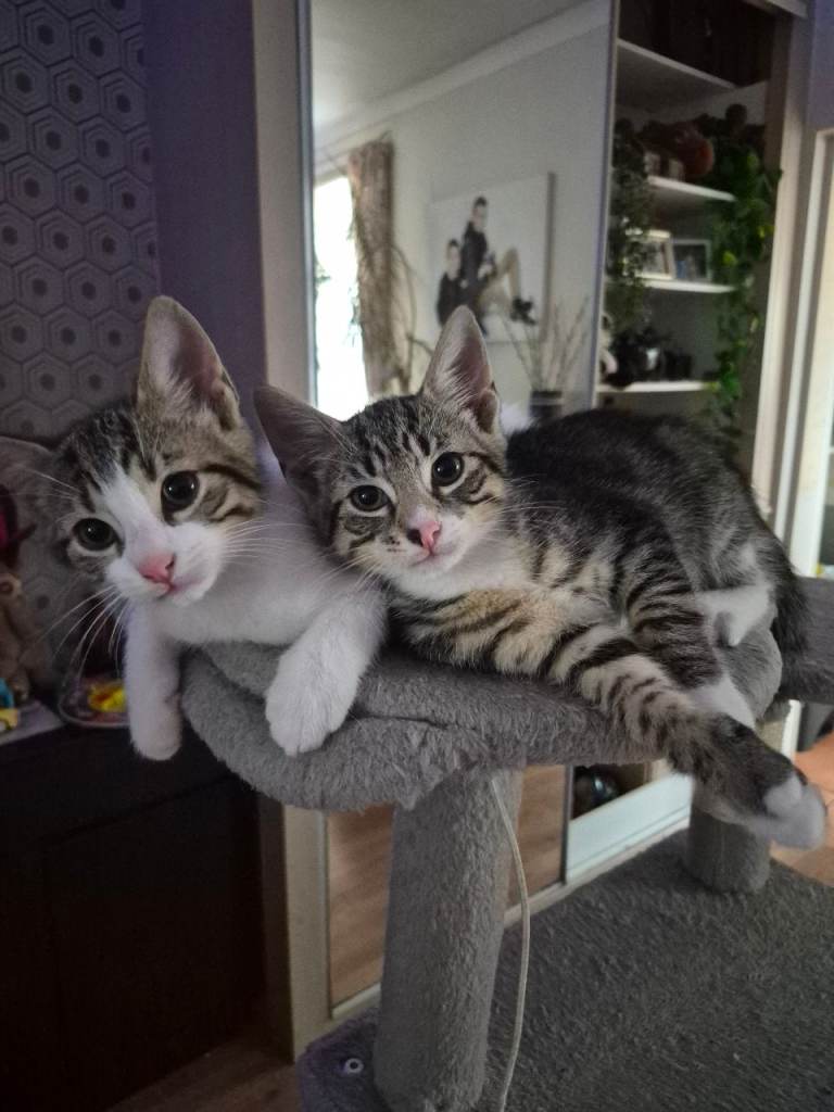 4 kittens 😸 