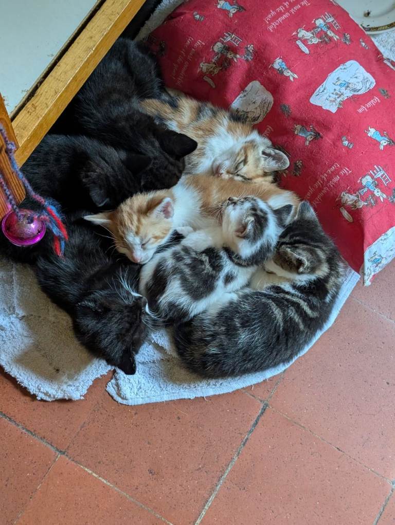Kittens from loving country cottage home