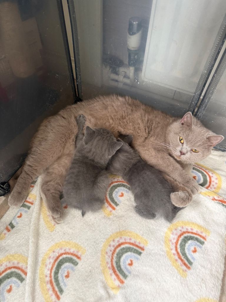 British shorthair kittens 