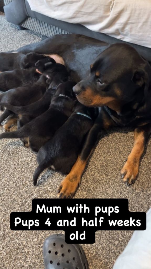 Rottweiler pups 