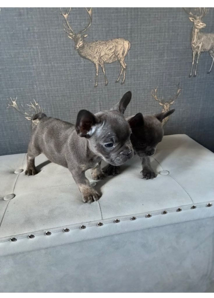 Ready to leave blue frenchies 