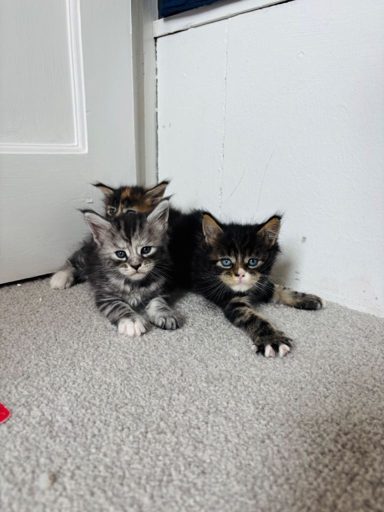 Maine coon kittens for sale 🩷💙