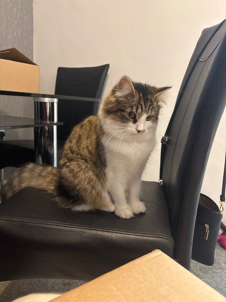 brother x sister cats