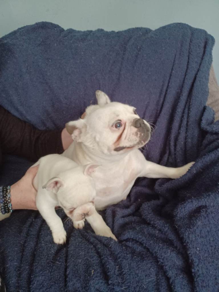French bulldog puppy