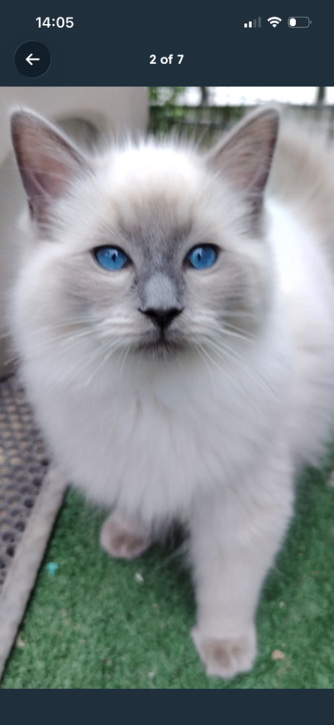 2x ragdoll kittens for sale 