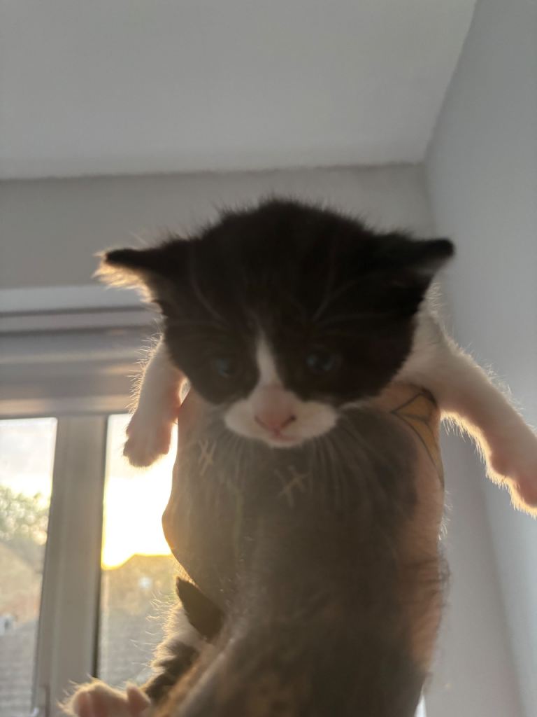 Kittens for sale 