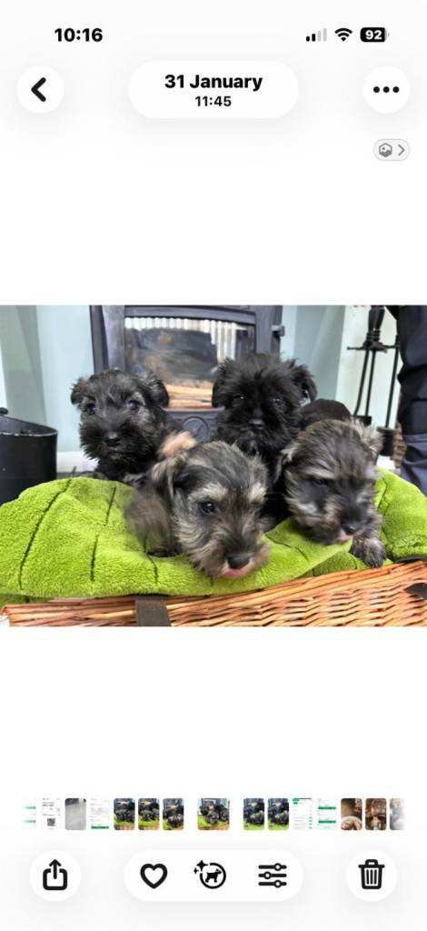 Miniature schnauzer k c reg