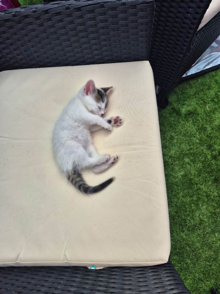 Kitten