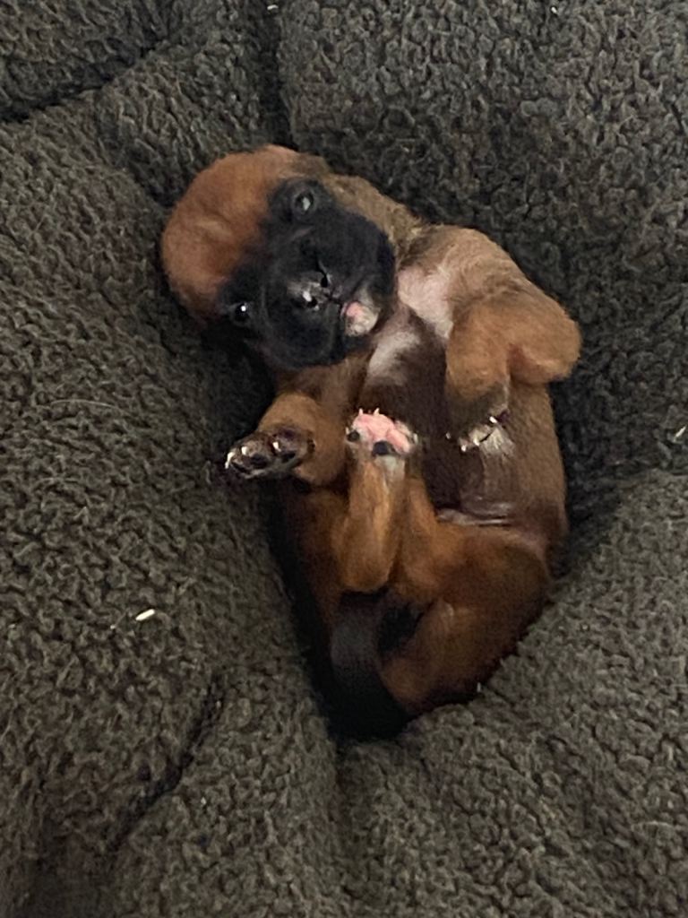 🐾 Boxer Puppies – Home Reared with Natural Diet & Holistic Care (4 Boys Available)