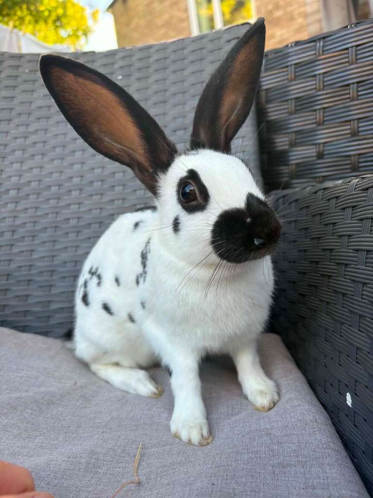 Rabbits bucks 