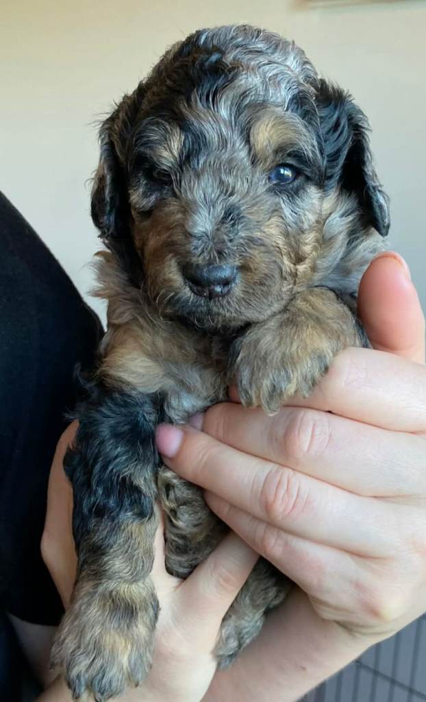 Miniature F1b Goldendoodle puppies