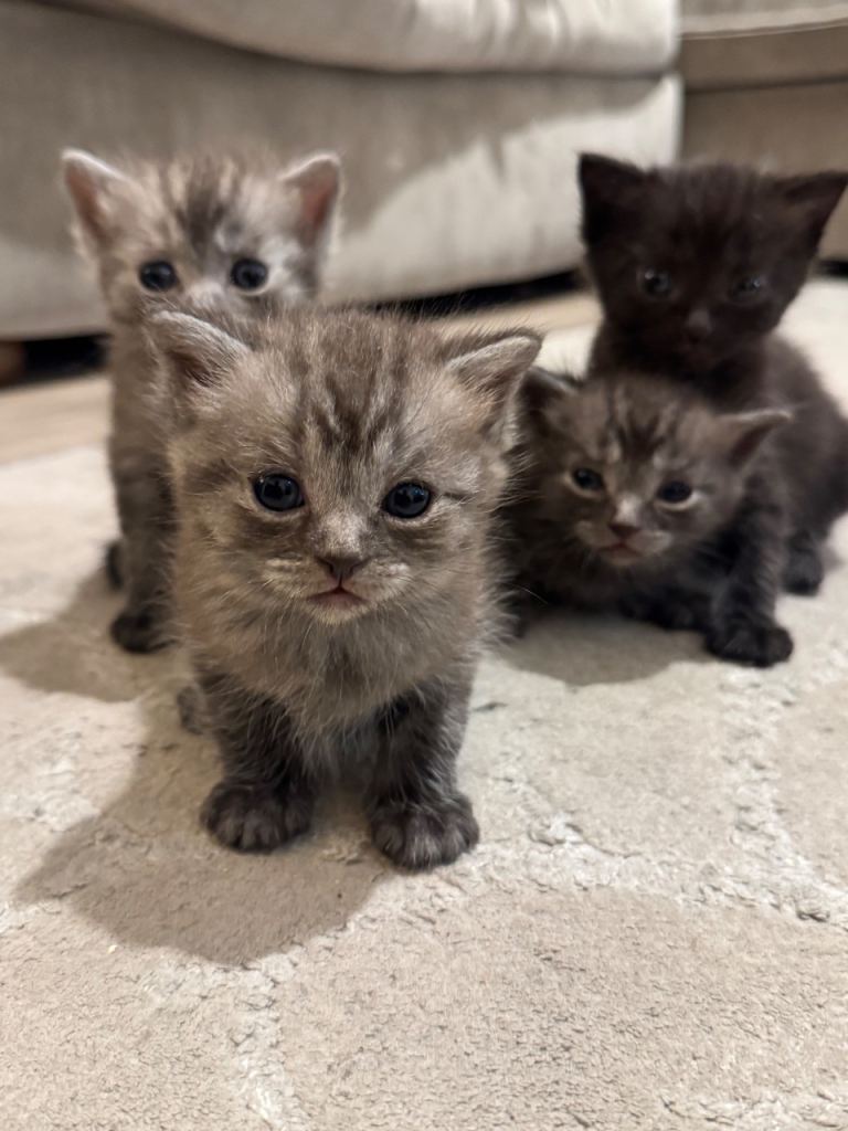 🐾 BEAUTIFUL BRITISH SHORTHAIR KITTENS FOR SALE 🐾