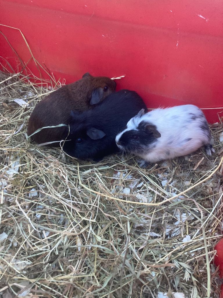 Guinea pigs