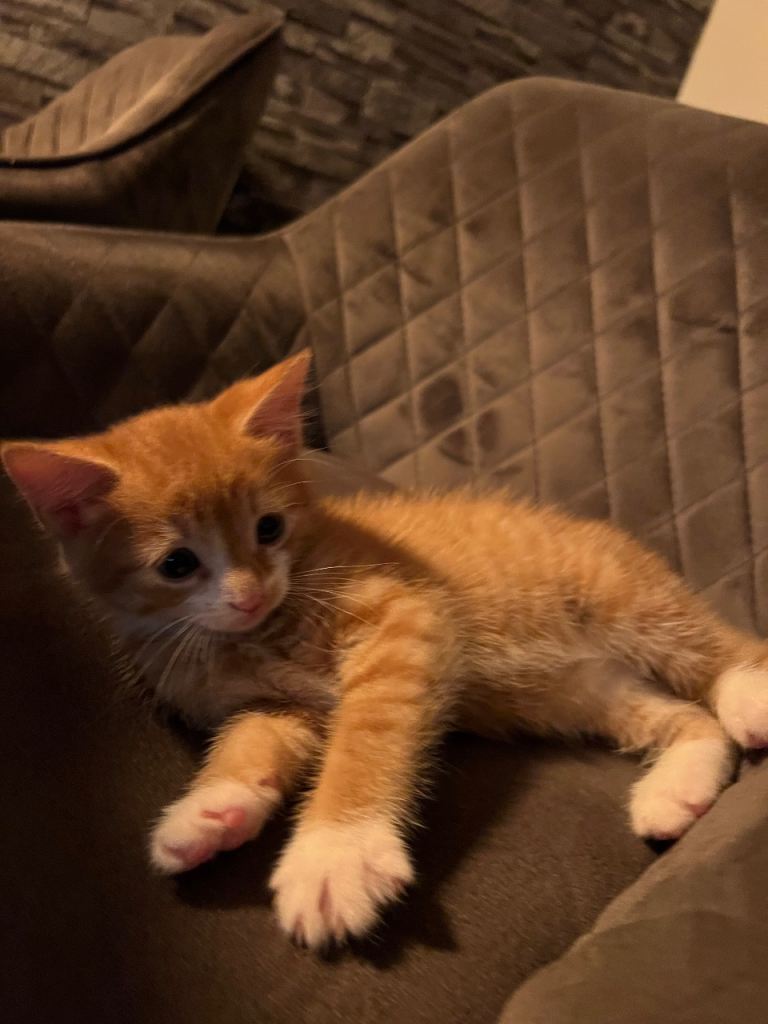 Selling beautiful ginger male kitten(Ready Go)