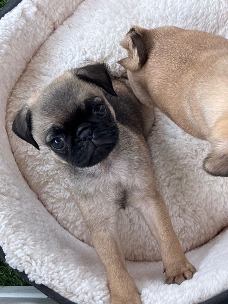 1 Gorgeous Male Pug Puppy Left!! 