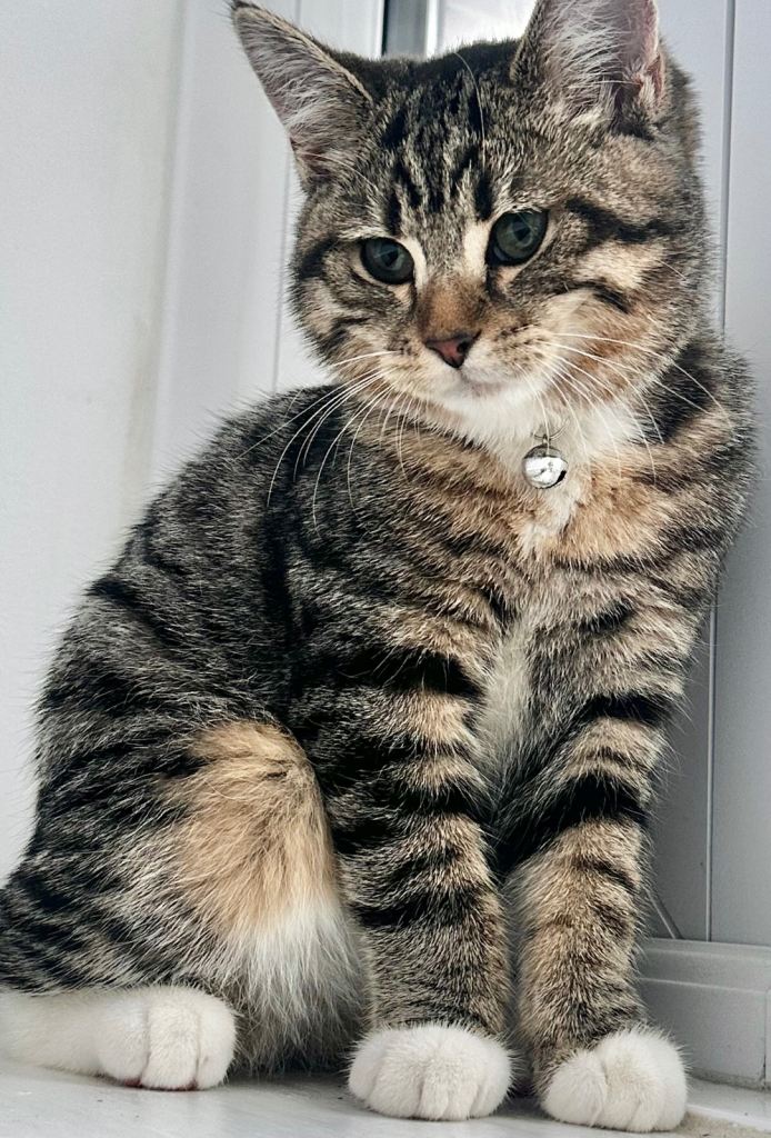 Adorable 6-Month-Old Kitten “Momo” Looking for a Loving Home