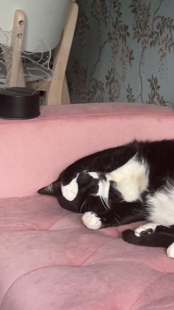 Male Cat 6 years old 