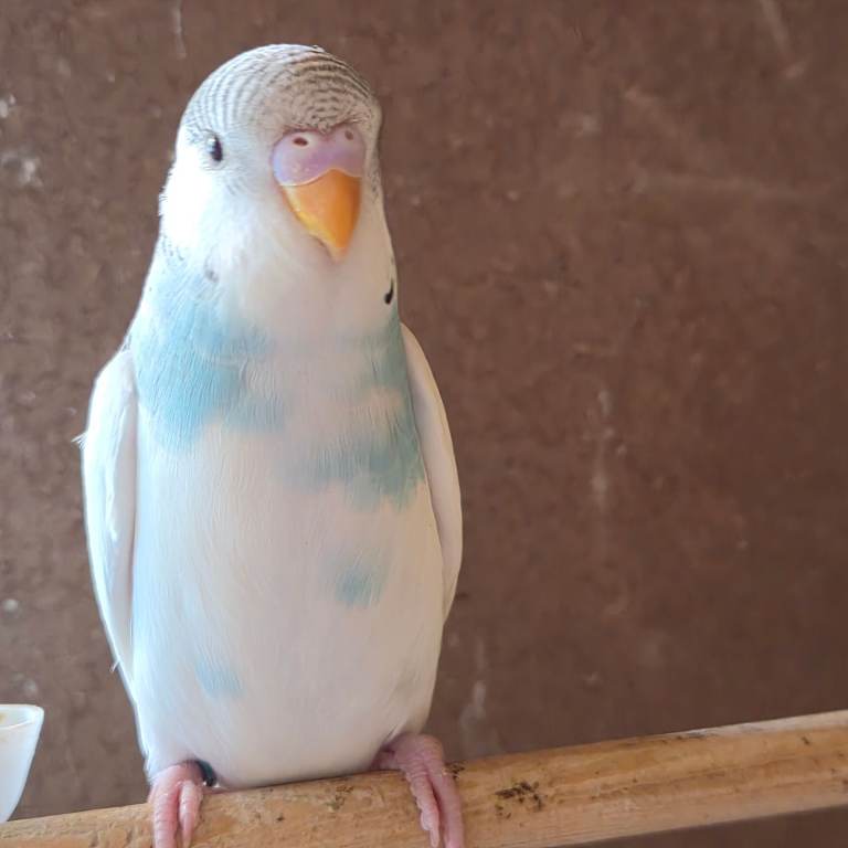 Baby budgies, 