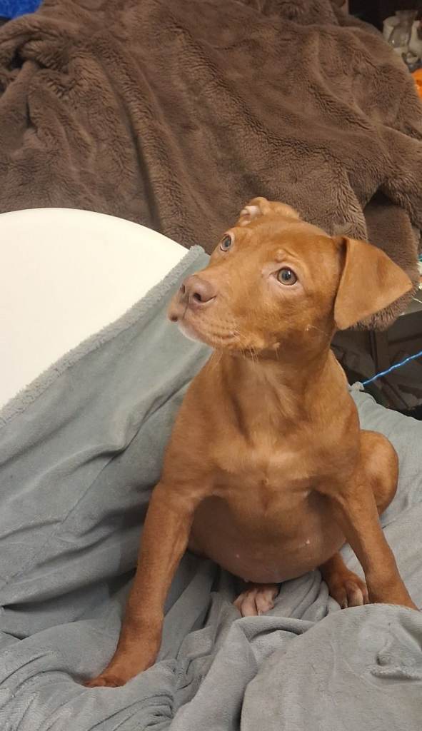 Puppy's staff x shar-pei 