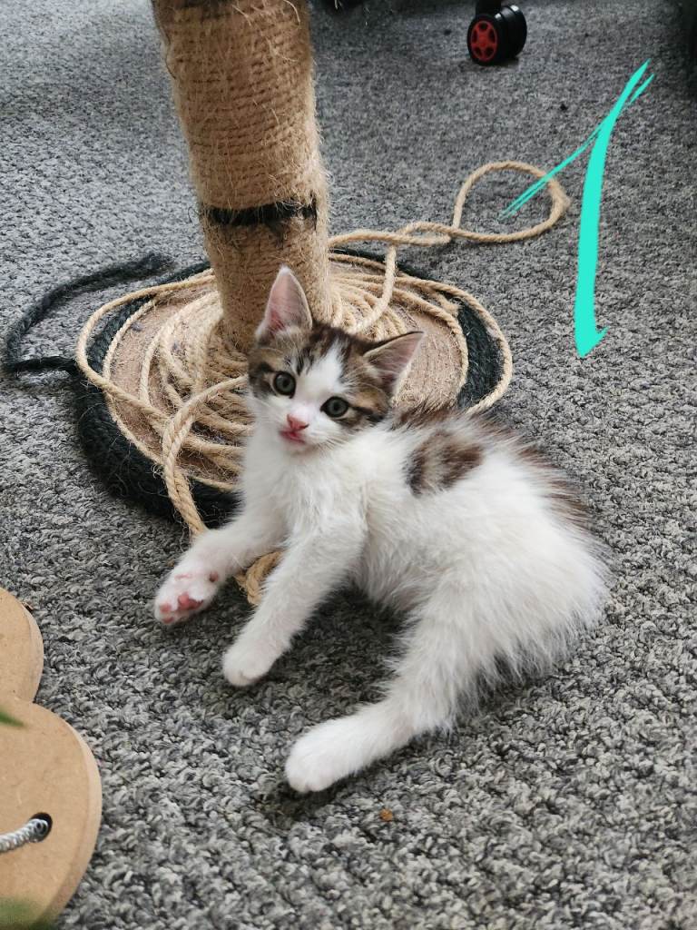 For sale kittens 
