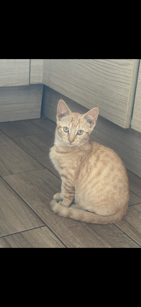 Kittens for sale looking for a forever home🥰