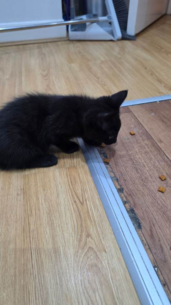 Black kitten look for a home