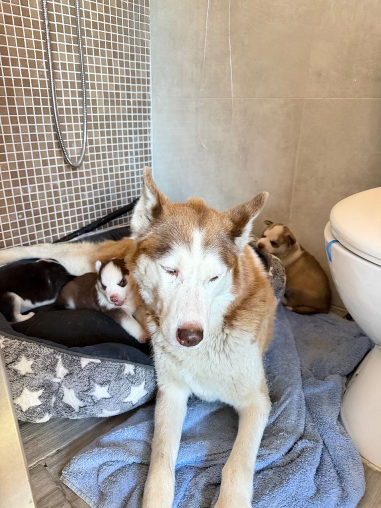 Adorable Siberian Husky puppies born December 14th