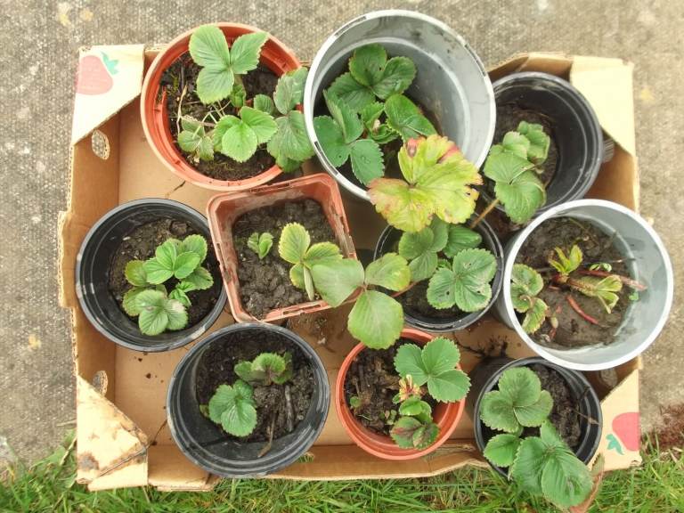 Strawberry Plants x 10 in crate