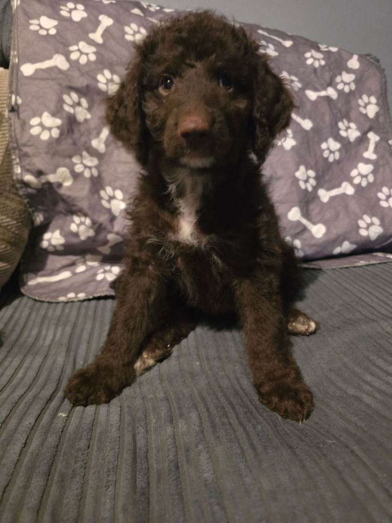 Standard poodle x.  Please read .