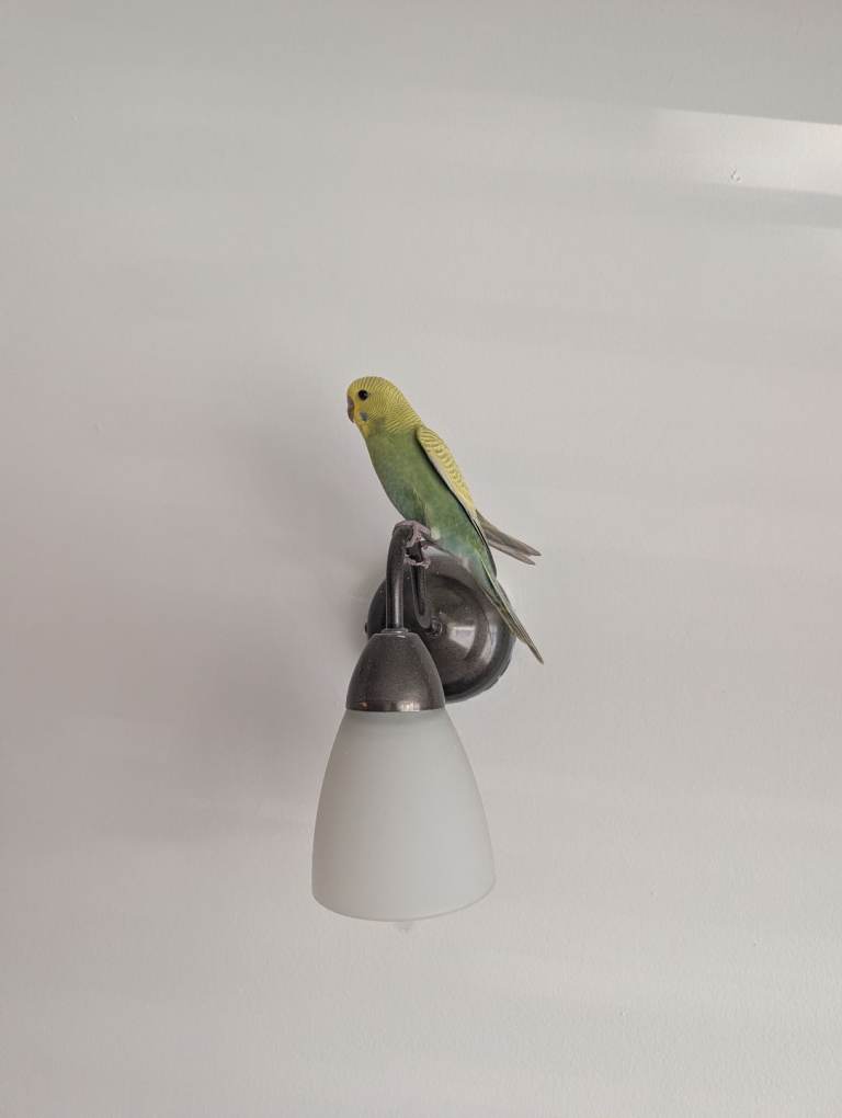 Budgie 