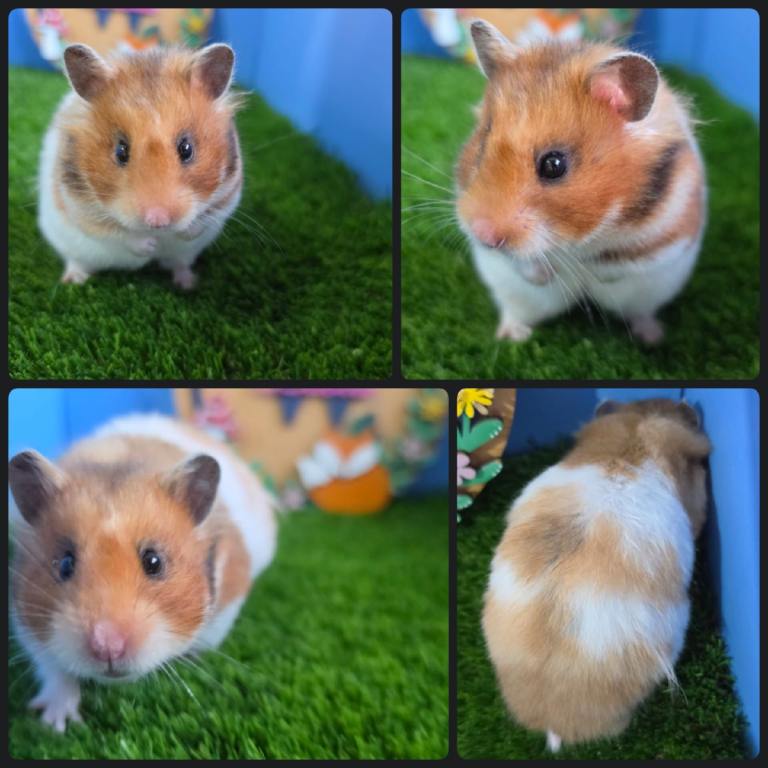 Beautiful Syrian Hamster Female 