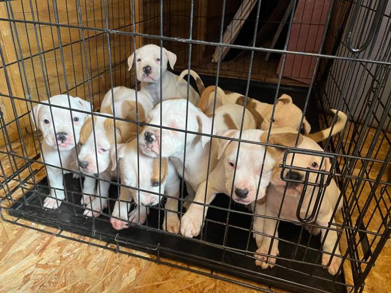 Johnson’s American Bulldog Puppies for sale 