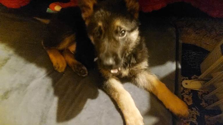 GERMAN SHEPHERD PUPPY