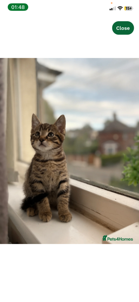 Stunning male Russian blue tabbies X Bengal Kittens