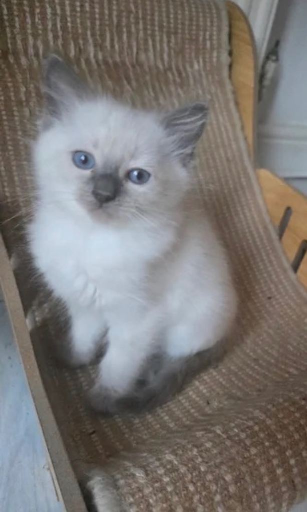 Beautiful ragdoll 