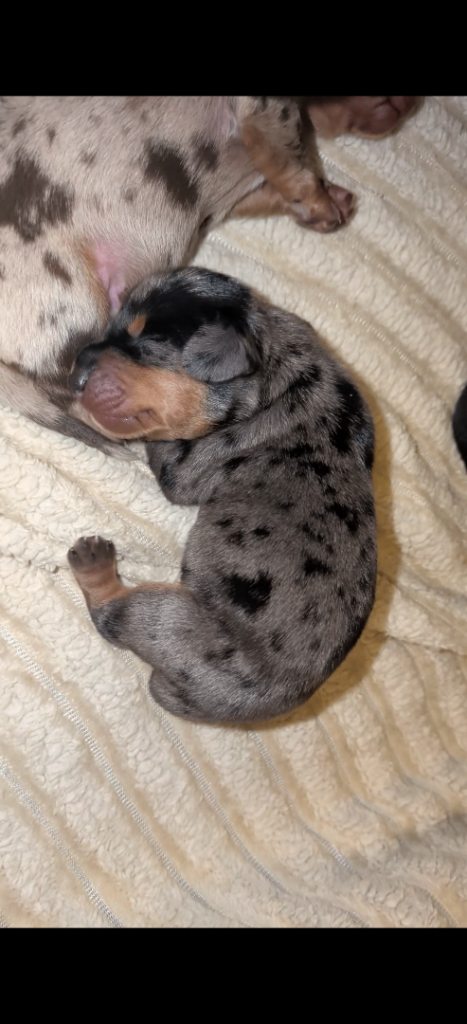 1 Beautiful Miniature Dachshund LEFT