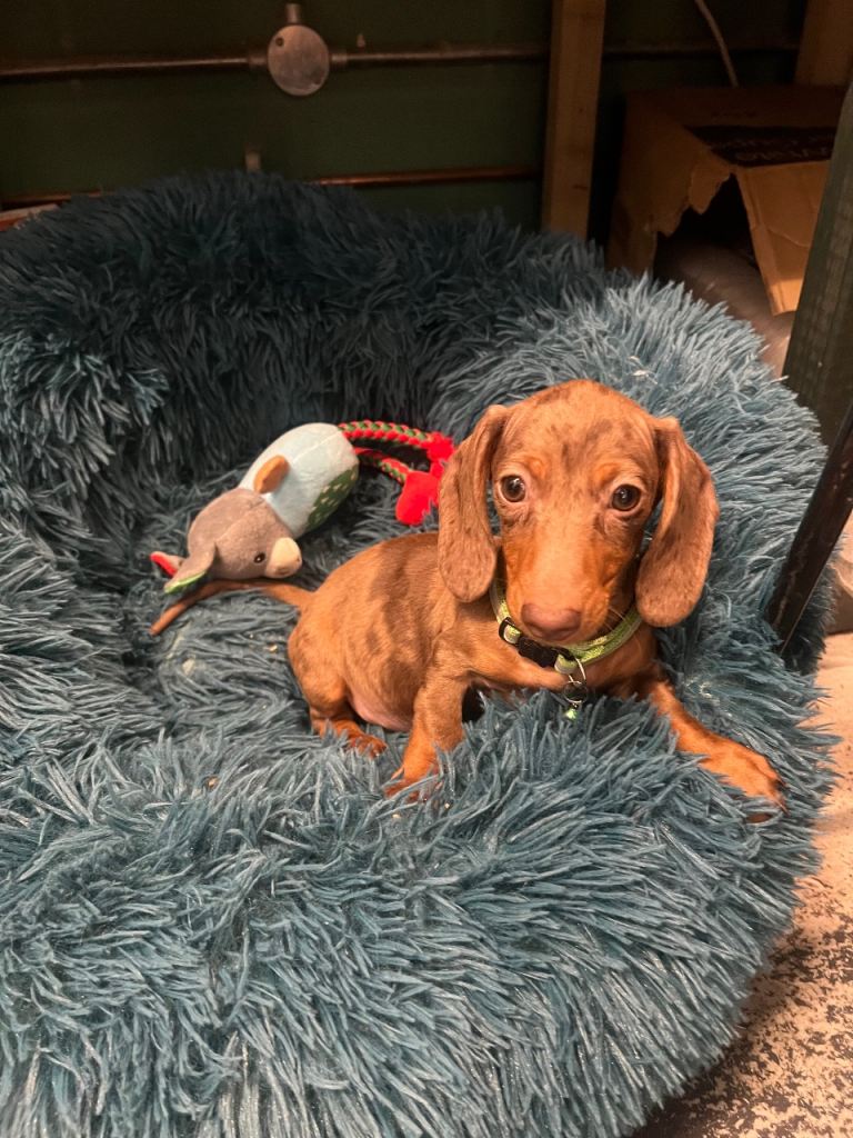 Miniature Dachshund Puppy Looking for a Forever Home! 🐾
